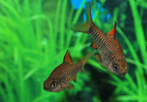 Oliotius Oligolepis