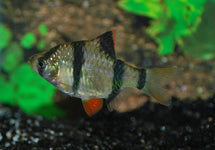 Puntigrus Tetrazona