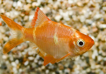 Puntigrus Tetrazona Albino