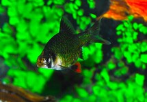 Puntigrus Tetrazona Green
