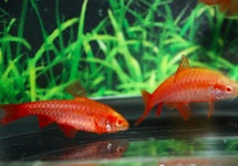 Puntius (Rohanella) Titteya Albino