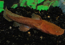 Chaca Bankanensis