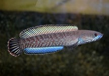 Channa Andrao