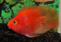 Cichlidae Sp. Parrot Red