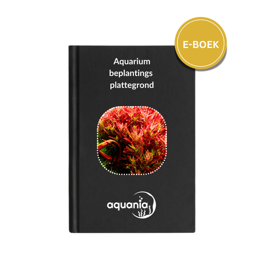 Customized aquarium planting plan