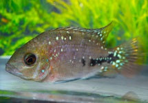 Vieja Melanurus Blue Spot