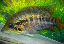 Parachromis Friedrichsthalii