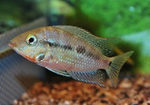 Thorichthys Meeki