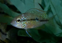 Thorichthys Ellioti
