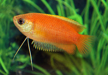 Trichogaster Chuna