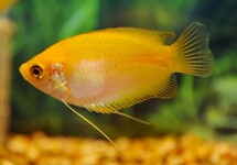 Trichogaster Chuna Gold