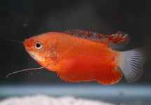 Trichogaster Labiosa Red
