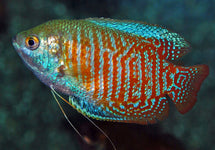 Trichogaster Lalius (M/F)