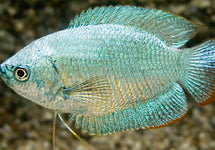 Trichogaster Lalius Cobalt Male