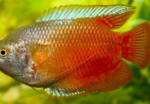 Trichogaster Lalius Red (M/F)