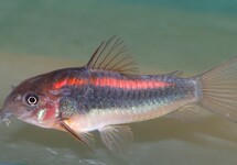 Corydoras (Osteogaster) Cw023