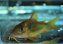 Corydoras (Osteogaster) Melanotaenia