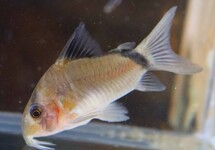 Corydoras Metae