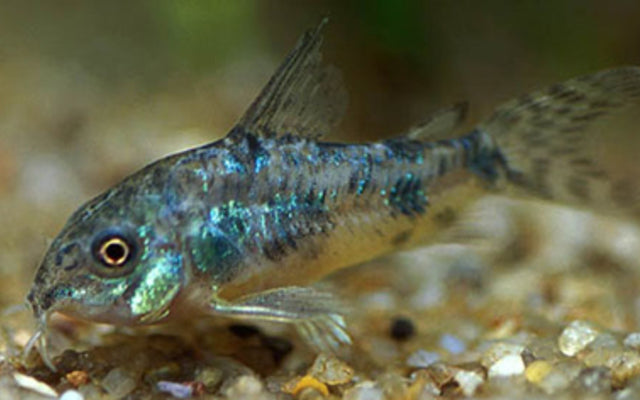 Corydoras (Hoplisoma) Paleatum