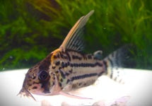 Corydoras (Brochis) Pulchra