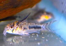 Corydoras (Hoplisoma) Sipaliwini