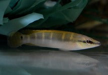 Crenicichla Compressiceps