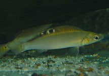 Crenicichla Regani