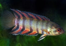 Microctenopoma Ansorgii