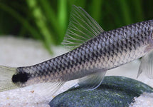 Crossocheilus Reticulatus