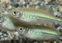 Devario Malabaricus