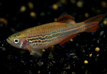 Danio Kyathit Fire