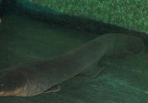Electrophorus Electricus