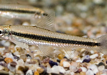 Crossocheilus Oblongus