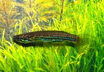 Epiplatys Chevalieri Pool Area
