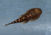 Gastromyzon Occelatus