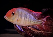 Geophagus Pyrocephalus