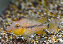 Geophagus Steindachneri