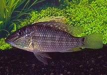 Satanoperca Jurupari