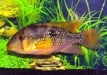 Geophagus Brasiliensis