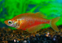 Glossolepis Incisus