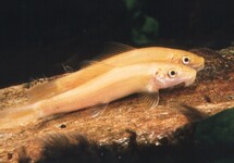 Gyrinocheilus Aymonieri Gold
