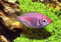 Helostoma Temminckii Pink