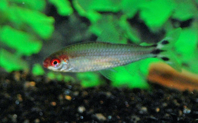 Hemigrammus Bleheri