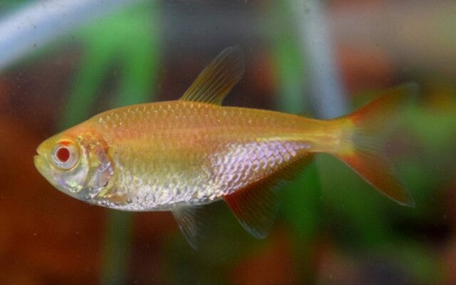 Hyphessobrycon Anisitsi Albino