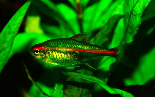 Hemigrammus Erythrozonus