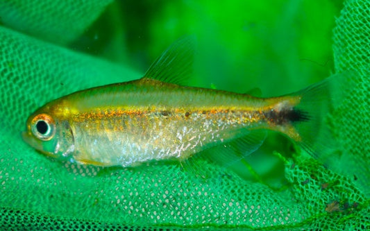 Hemigrammus Marginatus