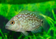 Herichthys Carpintis