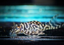 L333 Hypancistrus Sp.