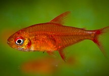 Hyphessobrycon Amandae