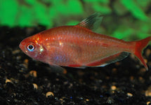 Hyphessobrycon Eques Red Gold